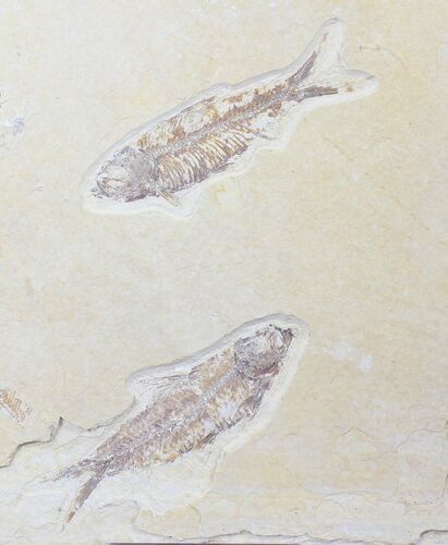 Multiple Knightia Fossil Fish Plate - x #20471